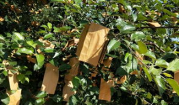 苹果怎么套袋视频,轻松掌握果实保护新方法